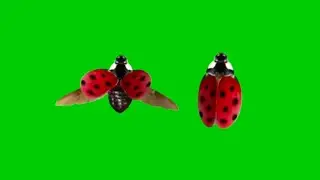 Ladybug Flying on Green Screen Stock video Footage