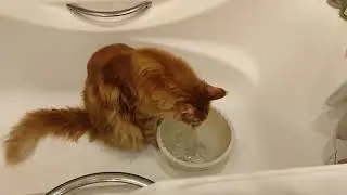 Кот пьёт воду лапой [Экспериментальное видео]