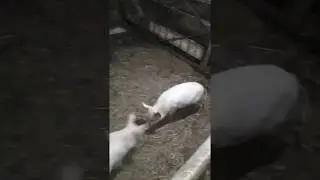 свиньи бесятся