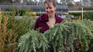 Some of our Favorite Garden Plants - Nursery Tour