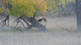 Slippery Ann Elk Fight