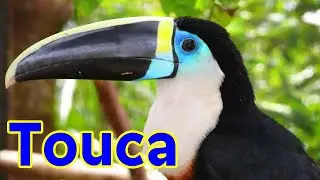 The toucan is a distinctive and colorful bird known for its oversized