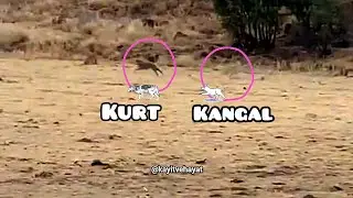 Kangal Kurt Kovalama 🐶🐺 - Wolf Attack #kangal #viralvideo #dog #viral #kurt