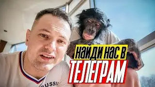 ЧТО МЫ ПРЯЧЕМ В ТЕЛЕГРАМ? Найди тайный авторский контент! / Планета обезьян в Карагандинском цирке