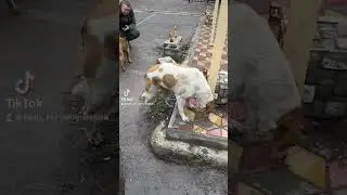 Спасение и помощь бездомным животным