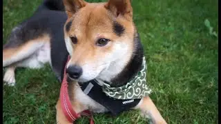 Taking 🐕 the 🐕 dog 🐕 again