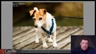 Pet Photography Tips