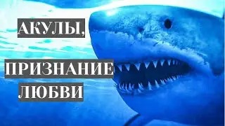 👨‍👨‍👧‍👧 ОКЕАНСКИЕ ХИЩНИКИ! Акулы, признание в любви. Cемейный фильм.