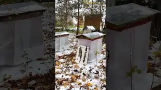 Зимовка началась!