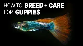 HOW TO BREED AND CARE FOR FANCY GUPPY FISH (Poecilia reticulata, Million Fish)