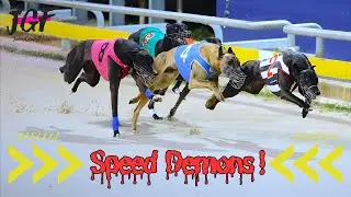 Speed Demons: Watch These Greyhounds Blaze the Track!