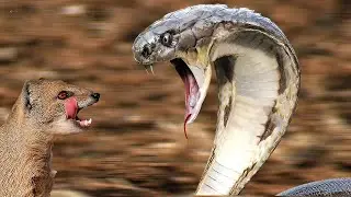 Cobra threatens the Meerkats and Squirrel, Mongoose came to the defense. Cobra vs Mongoose!