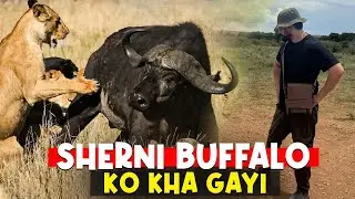 Sherni Buffalo Ko Kha gayi | Ranbir Kapoor nay Alia ko yahan propose kiya hai.