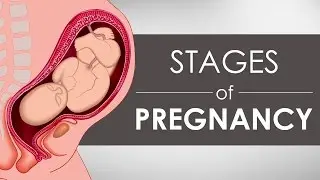 Stages of Pregnancy I 2