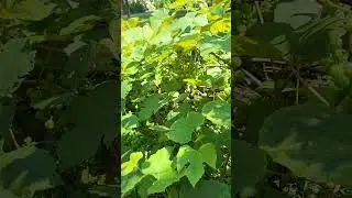 Grow Grapes in Backyard