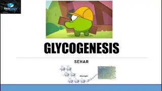 Glycogenesis/ Glycogen Synthesis