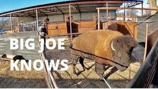 Working Big Joe Again...This Bison Bull Is Not Cooperating.