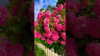 Most AMAZING Rose Bush Ever! | Inn On Mackinac Island #mackinacisland #roses #flowers #gardening