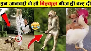 🤣दुःख दर्द कष्ट फिर भी ये जानवर मस्त 😜...Funny Animals Video 2022