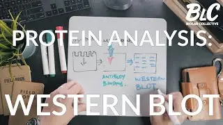 Protein analysis: Western Blotting