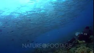 NatureFootage Stock Video