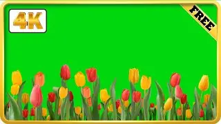 Red and yellow Tulip field green screen background loops