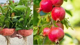 Pomegranate With Pomegranate | How To Grow Pomegranate Trees From Pomegranate Using bottle in water