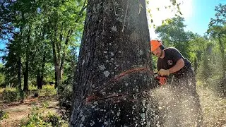 Taking Down a Tricky Oak: Mixed Results