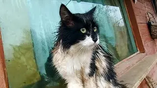 Самый грязный кот что я только видел в жизни. Кот Кузя чучело мяучело.