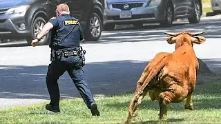 45 Interesting Animal Moments Caught On Camera !