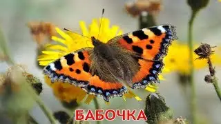 Учим названия насекомых.