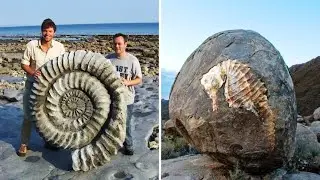 15 Incredible Animal Fossils!