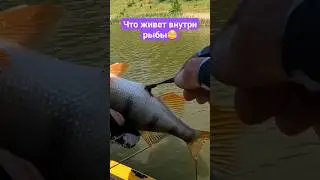 Что живет внутри рыбы...