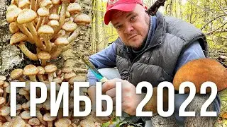 ОКТЯБРЬ 2022. ПОХОД ЗА ГРИБАМИ