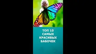 Топ 10 самых красивых бабочек мира #шортс #бабочки #интересное #топ10 #shorts #комарик