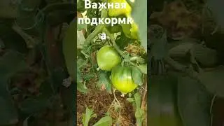 Важная подкормка томатов
