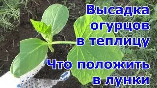 Высадка рассады огурцов в теплицу.  Чем наполнить лунки для отличного урожая