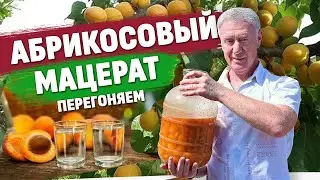 Абрикосовый мацерат. Часть вторая: отбираем аромат. Или фруктовая водка в домашних условиях