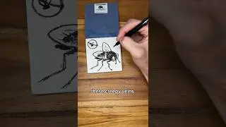 Drawing tutorial: realistic flies for beginners 