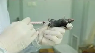 Novel Coronavirus Pneumonia (NCP) Candidate Vaccines Enter Animal Testing Phase