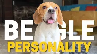 Beagle Temperament and Personality