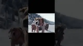 Собака в упряжке спасает людей от лавины, как называется фильм