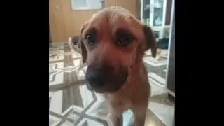 Мой ласковый  и нежный ПРОСТИ