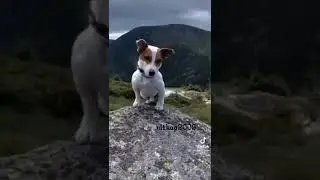 заказ эдит  (Джек рассен терер) 🐾😏🤗Я вернулась ребят постараюсь Активнечать!!