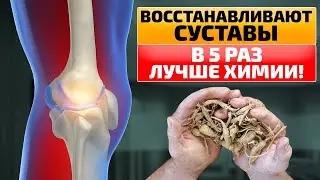 Эти ТРАВЫ проникают в СУСТАВЫ и восстанавливают ХРЯЩИ