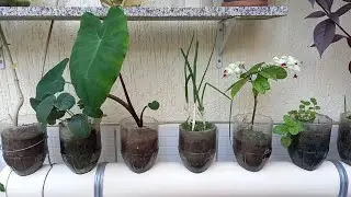 Bottle Garden, Planting in hanging Bottles on wall, Vertical Garden Few Small Plastic Botles