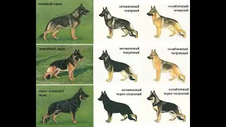 ОКРАСЫ немецких овчарок. Часть 2
