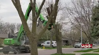 As the Ash falls: Sioux Falls removes Ash trees to slow EAB infestation