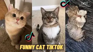 CAT  FUNNY TIKTOK COMPILATION l THEY ARE SO ADORABLE AND CUTE!!! l TIKTOK TRENDING