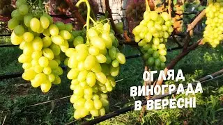 Стиглий виноград в вересні